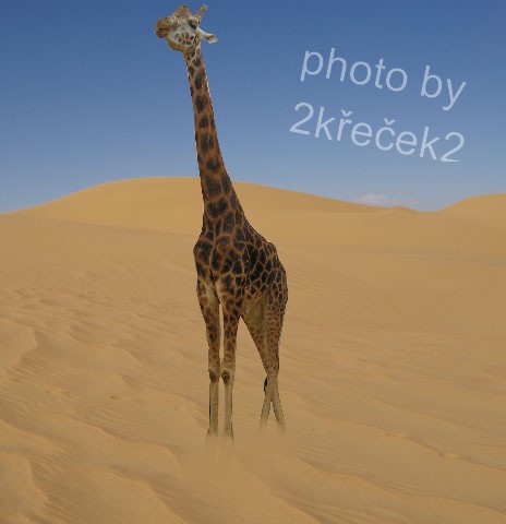 žirafka-fotomontáž.jpg